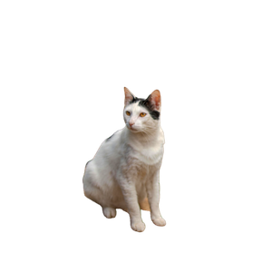 White And Black Cat Sitting On A Stone Pathway Outdoors During The Day. 18162 - Cat PNG image with transparent background